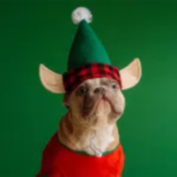 Christmas - Christmas For Pets 170