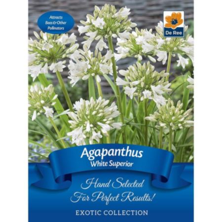 De Ree Agapanthus White Superior Bulb