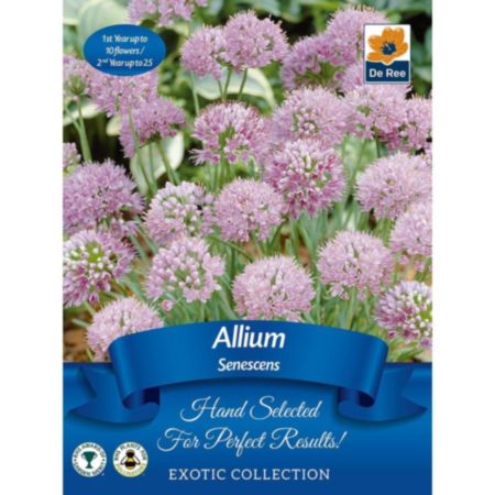 De Ree Allium Senescens Bulb