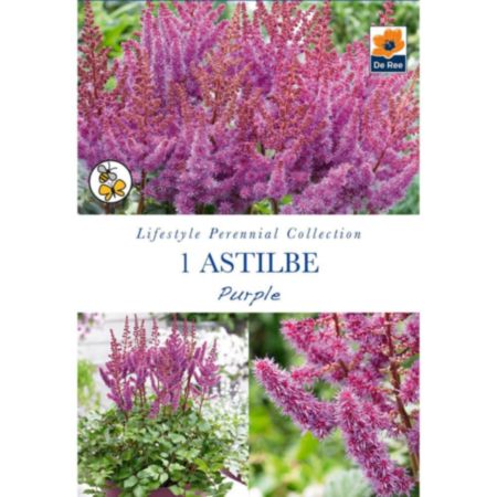 De Ree Astilbe Purple Bulb