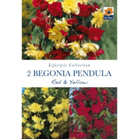 De Ree Begonia Pendula Red & Yellow Bulbs