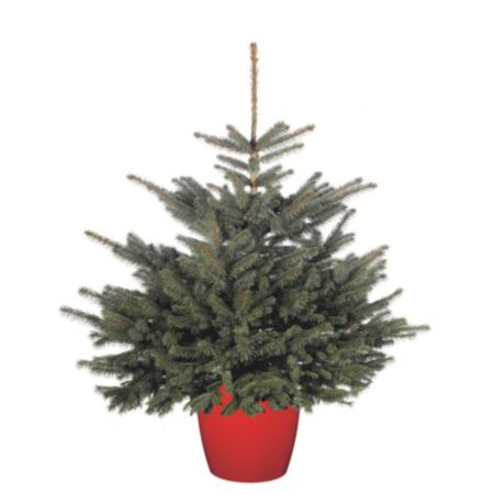 Needle Fresh Direct Christmas Tree in Pot - Blue Spruce (80-100cm)