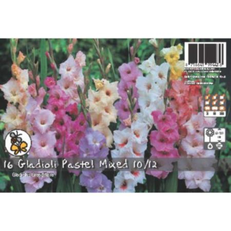 De Ree Gladioli Pastel Mixed Bulb 
