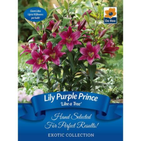 De Ree Lily Like a Tree Purple Prince Bulb