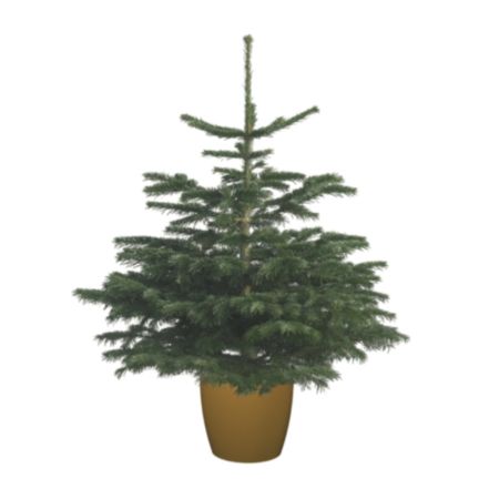 Needle Fresh Direct Christmas Tree in Pot - Nordman Fir (100-125cm)