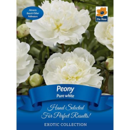 De Ree Peony Pure White Bulb