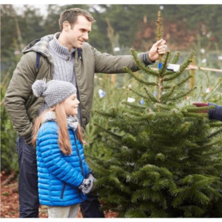 Nordman Premium Classic Real Christmas Tree - 175-200cm