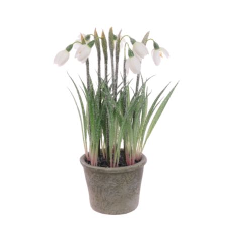 Frosted Snowdrop Plant in Pot (27cm)