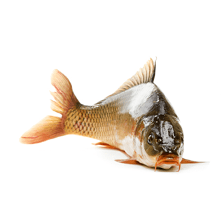 Carp Fishing Icon