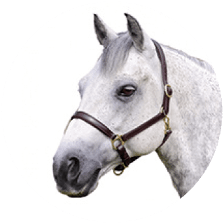 Shires Ragley Lined Leather Headcollar